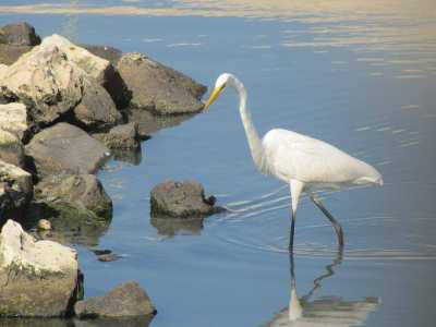 Appunto, l�oasi. Ne avevamo parlato anni fa, quando i birdwatcher baresi ci segnalarono la presenza qui di diversi uccelli acquatici quali aironi, falchi, sule, cormorani, svassi e martin pescatori: specie migratorie che avevano scelto Marisabella come tappa obbligata durante i loro viaggi (foto di Gabriele Fortunato)